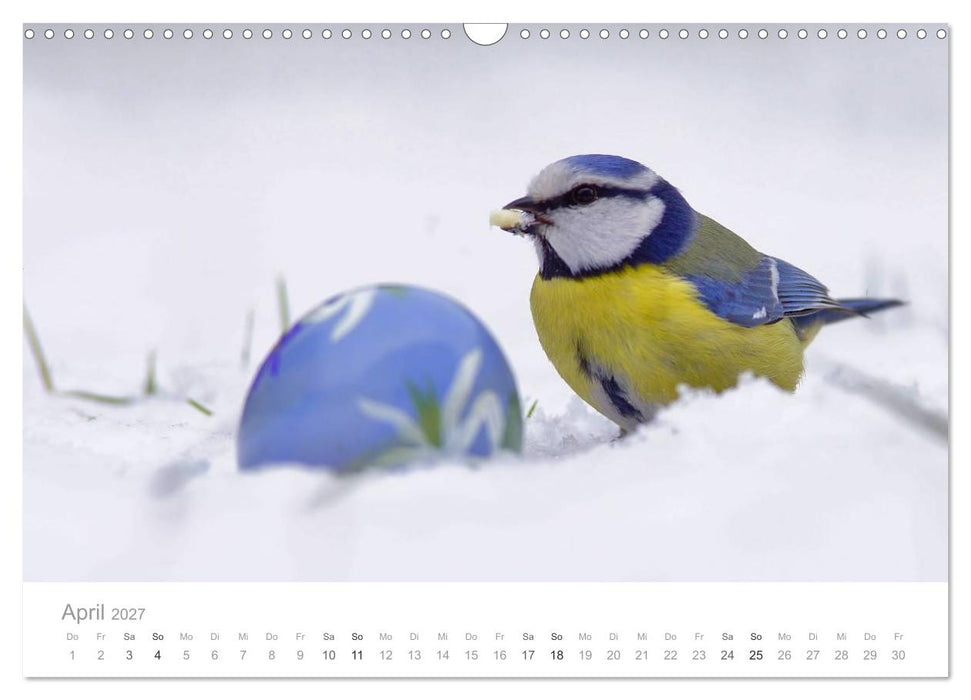 Vögel in unseren Gärten 2027 (CALVENDO Wandkalender 2027)