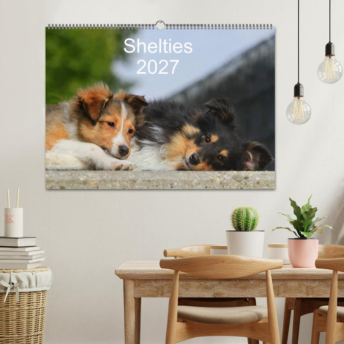 Shelties 2027 (CALVENDO Wandkalender 2027)