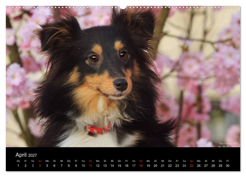 Shelties 2027 (CALVENDO Wandkalender 2027)