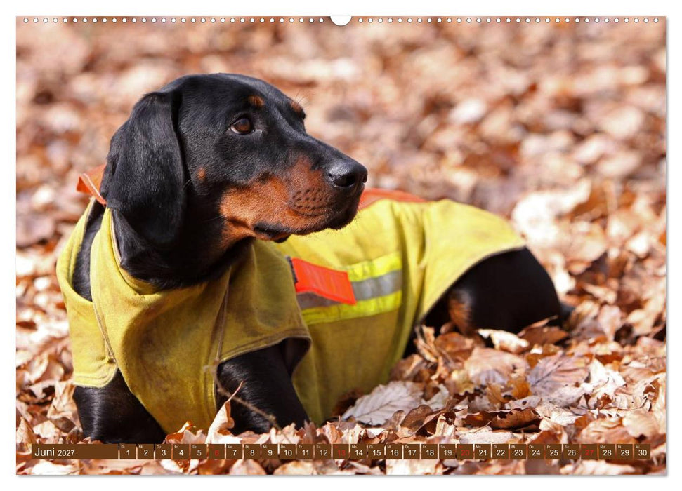 Brandlbracken (CALVENDO Premium Wandkalender 2027)