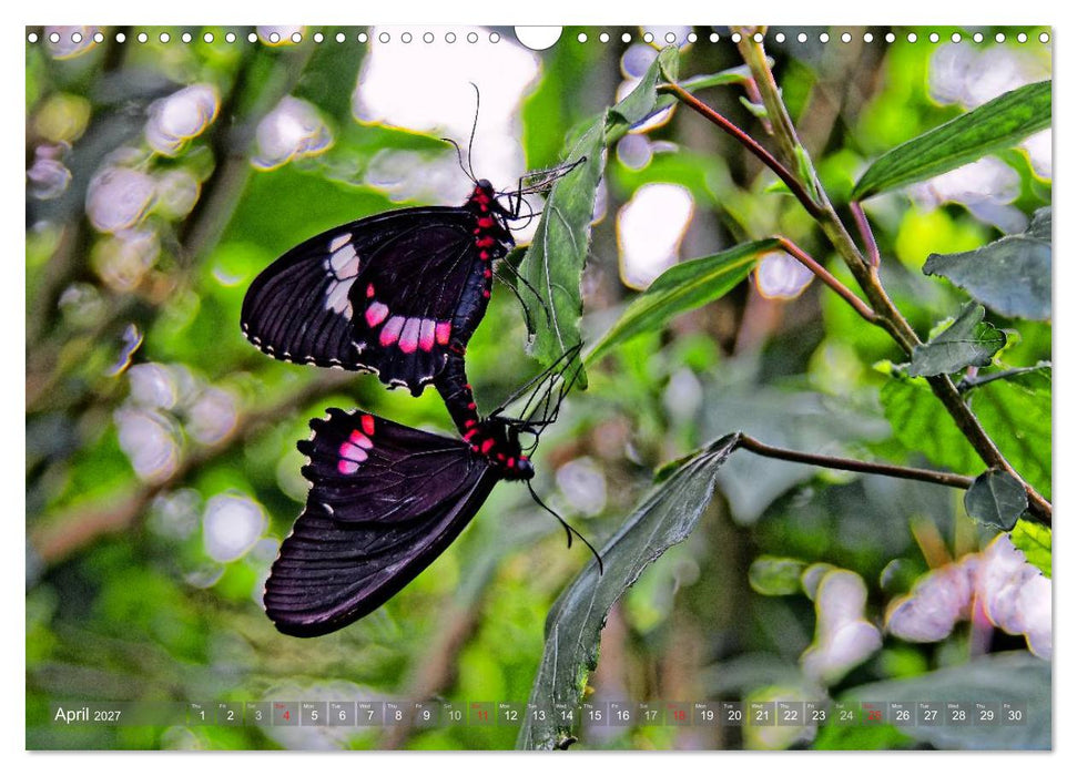 Colombia / UK-Version (CALVENDO Monthly Calendar 2027)