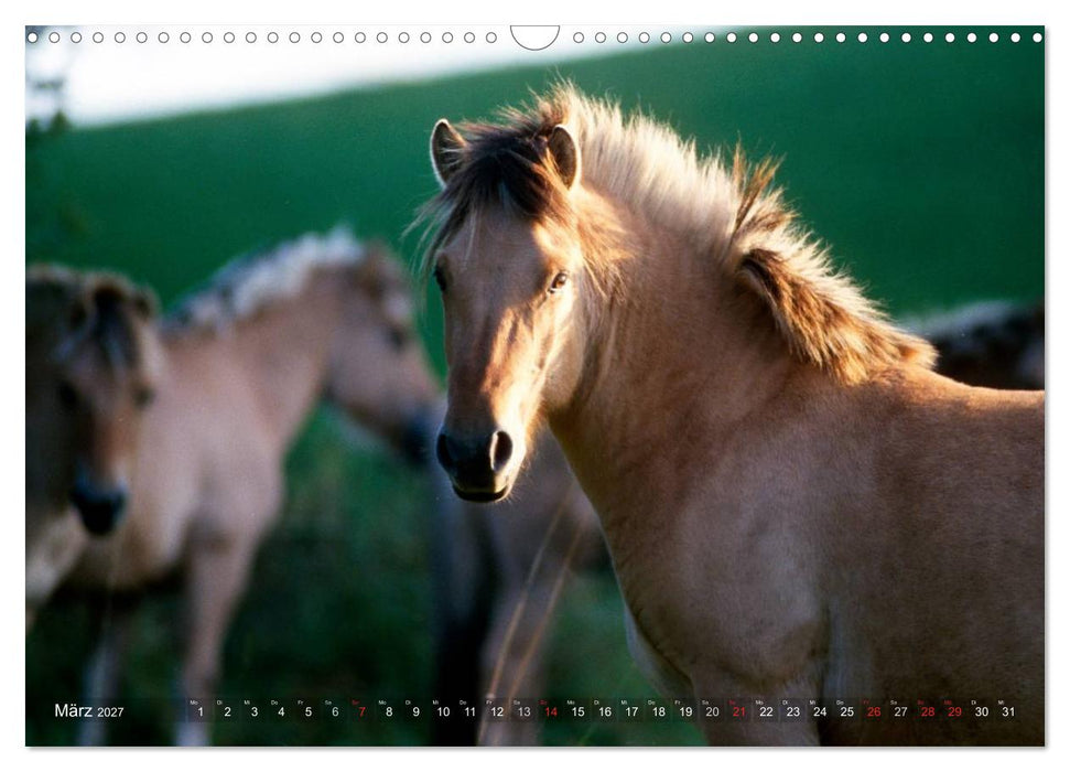 Fjordpferde - Norweger (CALVENDO Wandkalender 2027)