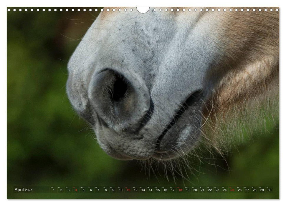 Fjordpferde - Norweger (CALVENDO Wandkalender 2027)