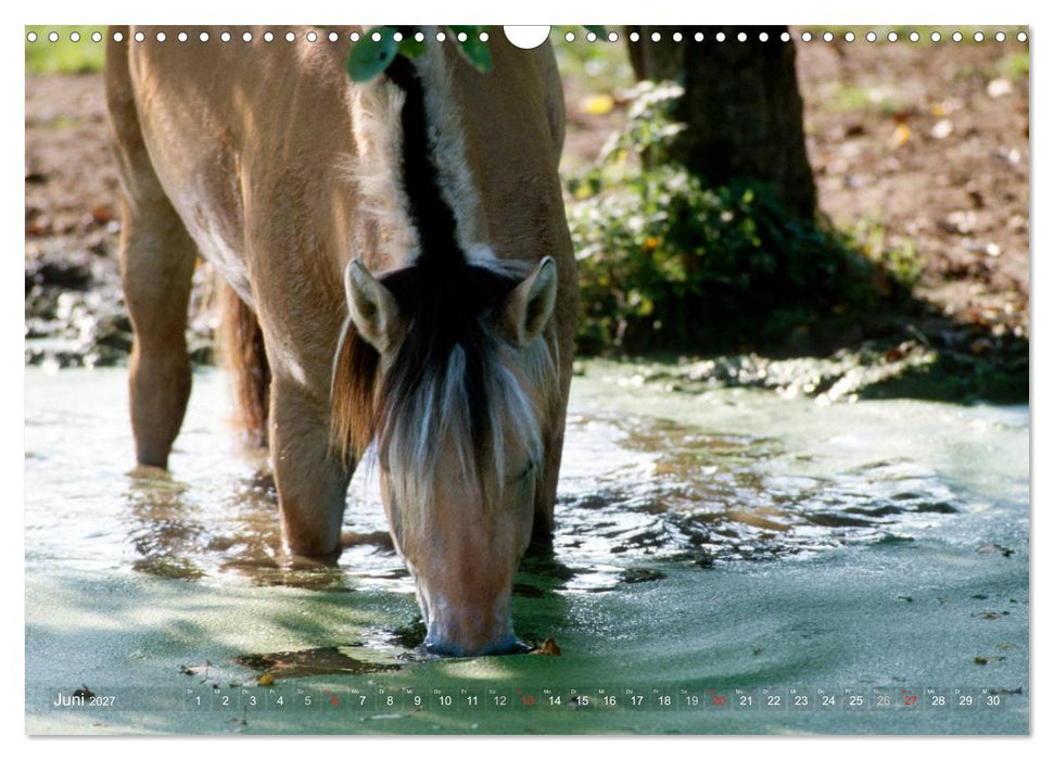 Fjordpferde - Norweger (CALVENDO Wandkalender 2027)