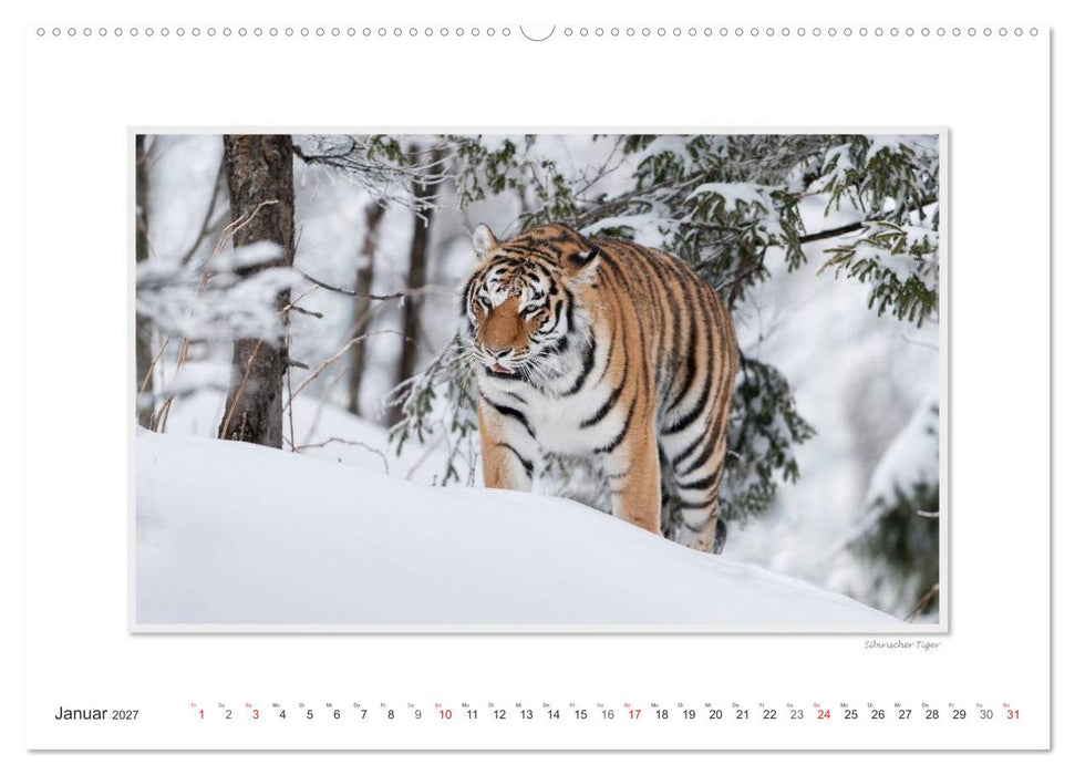 Emotionale Momente: Große Raubkatzen der Welt. (CALVENDO Wandkalender 2027)