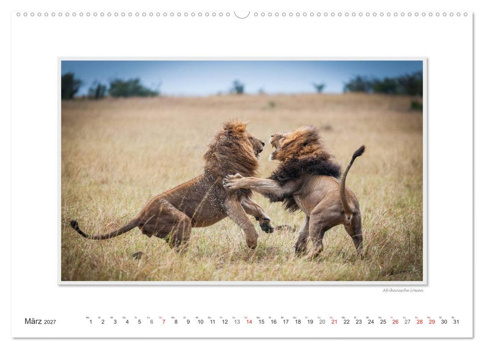 Emotionale Momente: Große Raubkatzen der Welt. (CALVENDO Wandkalender 2027)