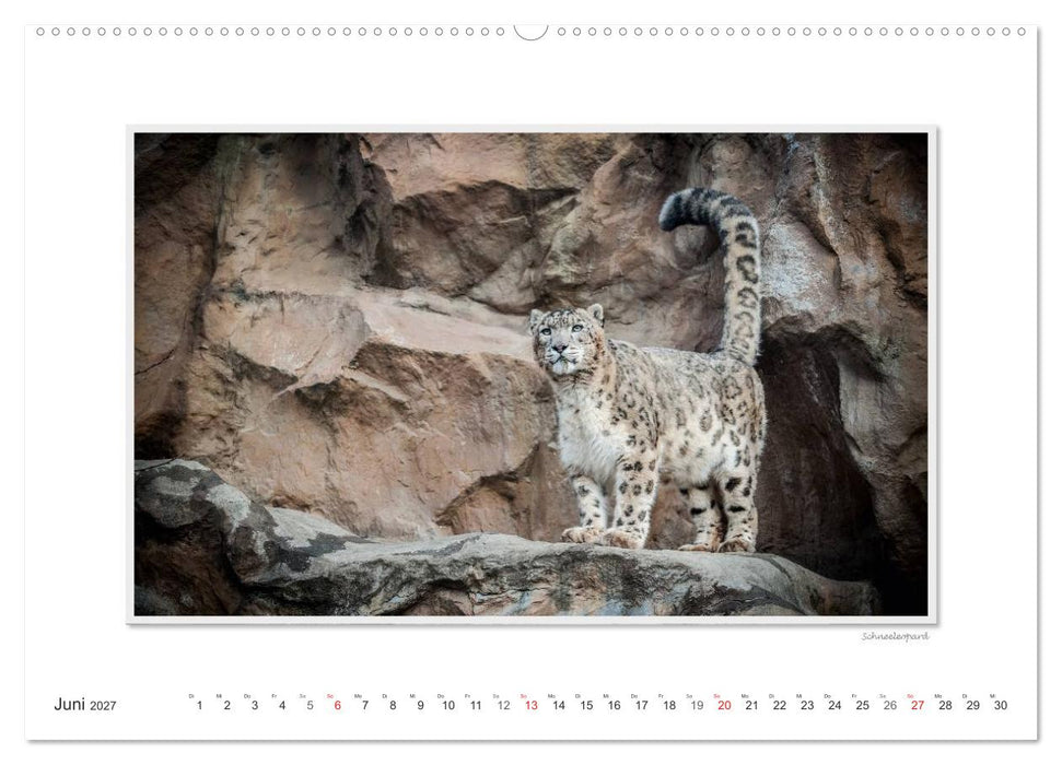 Emotionale Momente: Große Raubkatzen der Welt. (CALVENDO Wandkalender 2027)