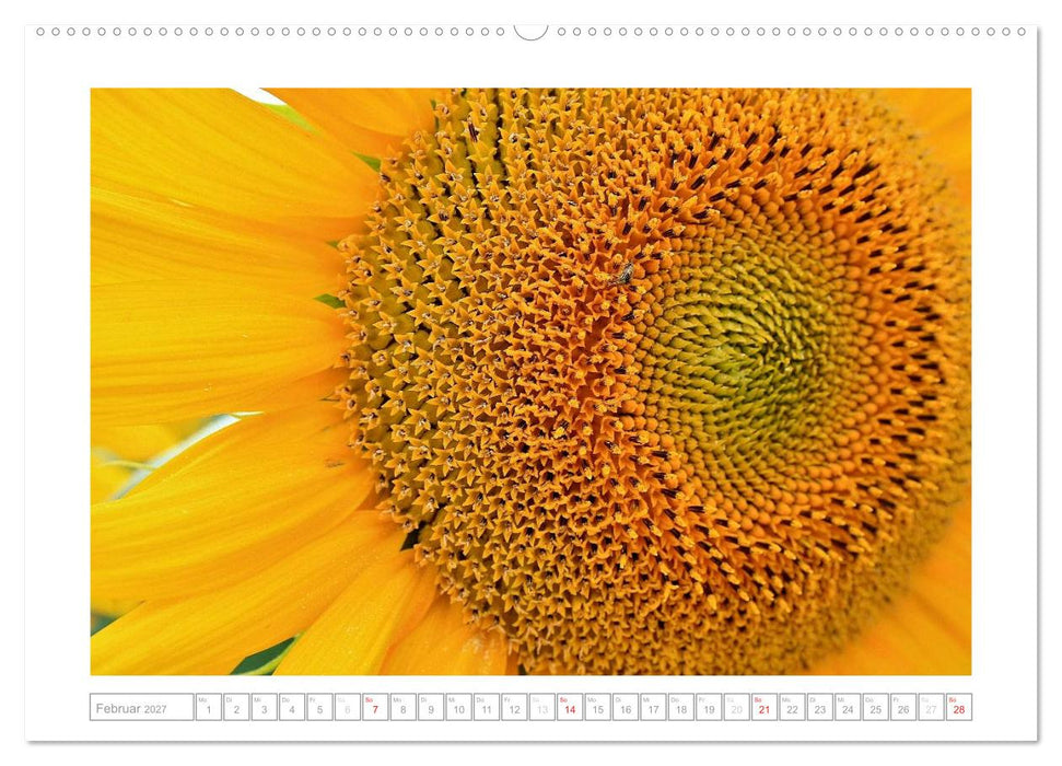 Sonnentage 2027 (CALVENDO Wandkalender 2027)