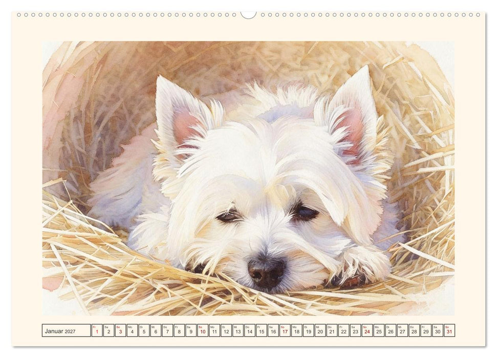 Goldige Westies - klein aber oho! (CALVENDO Wandkalender 2027)