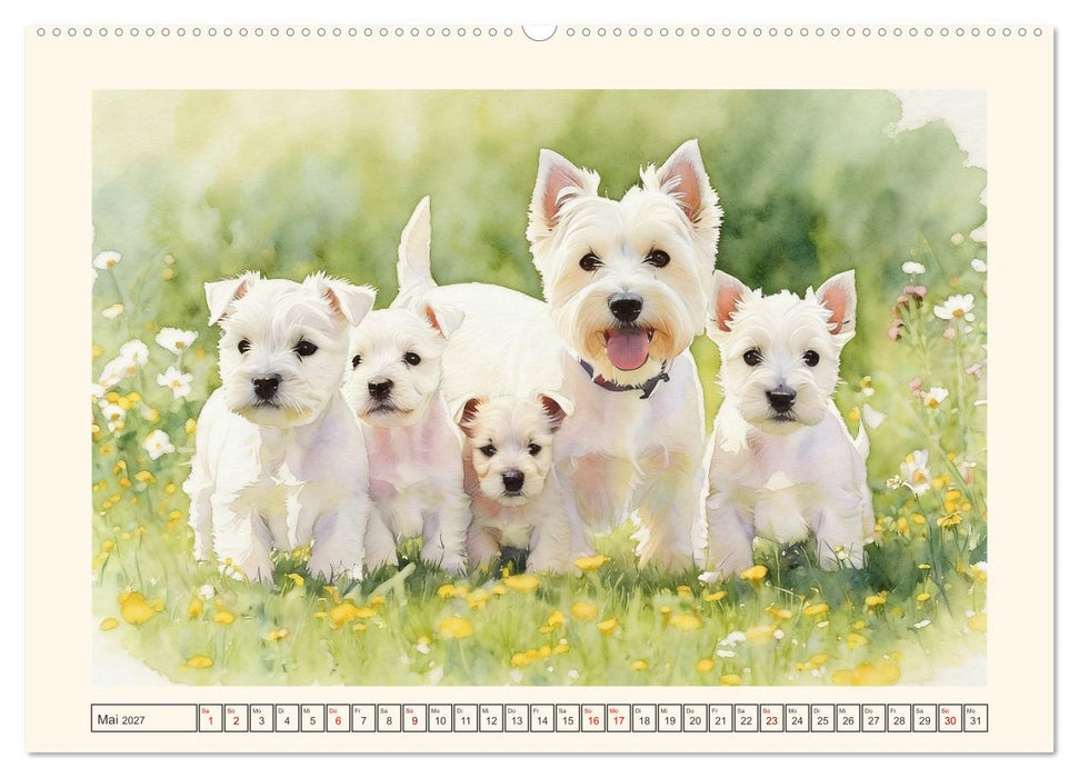 Goldige Westies - klein aber oho! (CALVENDO Wandkalender 2027)