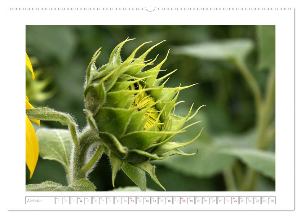 Sonnentage 2027 (CALVENDO Premium Wandkalender 2027)