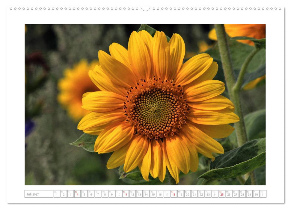 Sonnentage 2027 (CALVENDO Premium Wandkalender 2027)