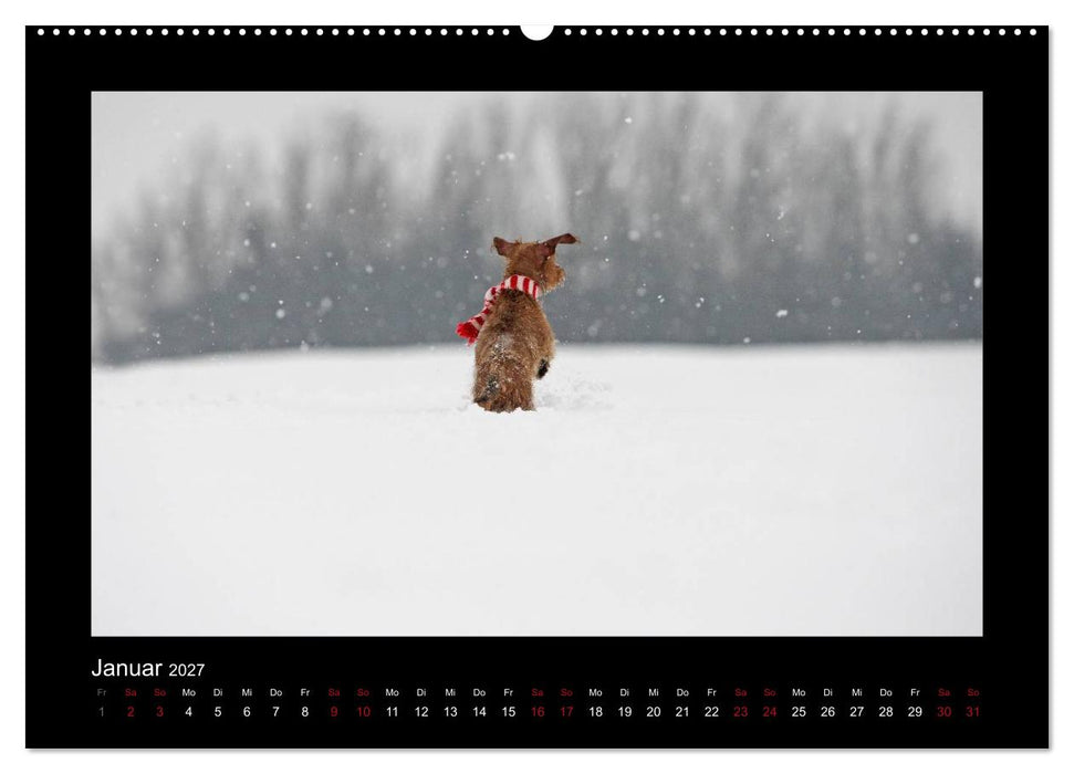 Elli Pirelli... aus dem Leben eines fröhlichen Pinscher-Dackel-Mädels (CALVENDO Premium Wandkalender 2027)