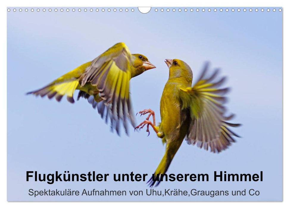 Flugkünstler unter unserem Himmel - Spektakuläre Aufnahmen von Uhu,Krähe,Graugans und Co (CALVENDO Wandkalender 2027)