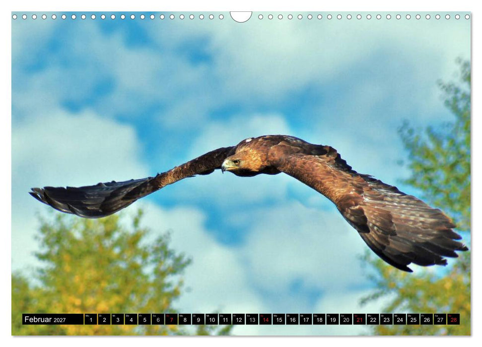 Flugkünstler unter unserem Himmel - Spektakuläre Aufnahmen von Uhu,Krähe,Graugans und Co (CALVENDO Wandkalender 2027)