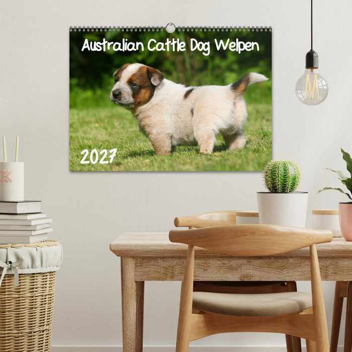 Australian Cattle Dog Welpen (CALVENDO Wandkalender 2027)