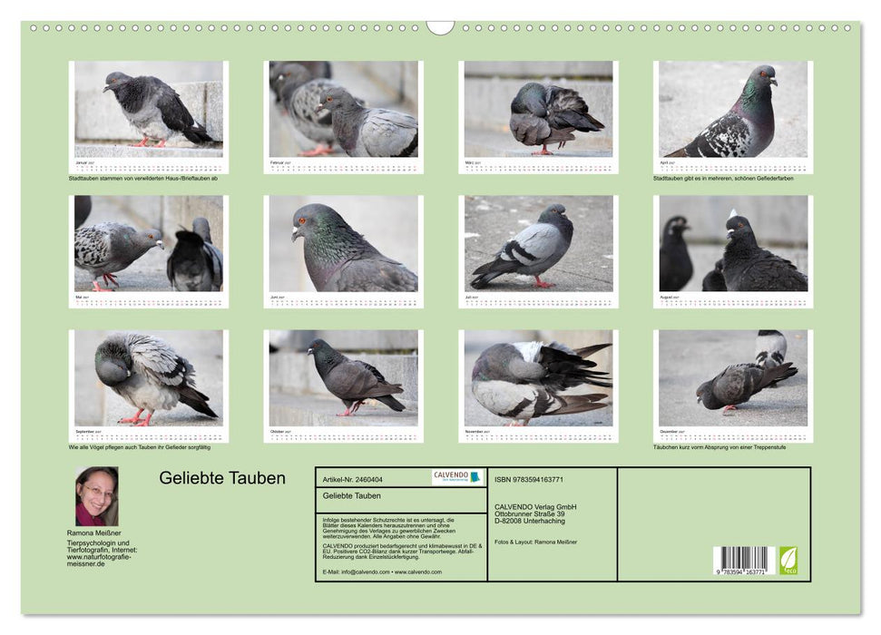 Geliebte Tauben (CALVENDO Wandkalender 2027)