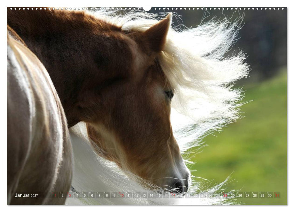 Haflinger Schönheiten (CALVENDO Wandkalender 2027)