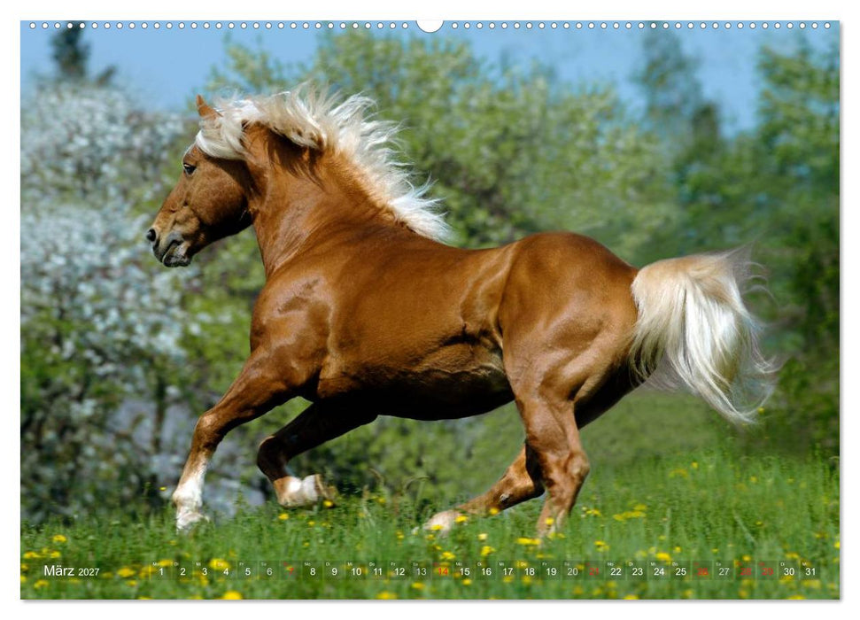 Haflinger Schönheiten (CALVENDO Wandkalender 2027)