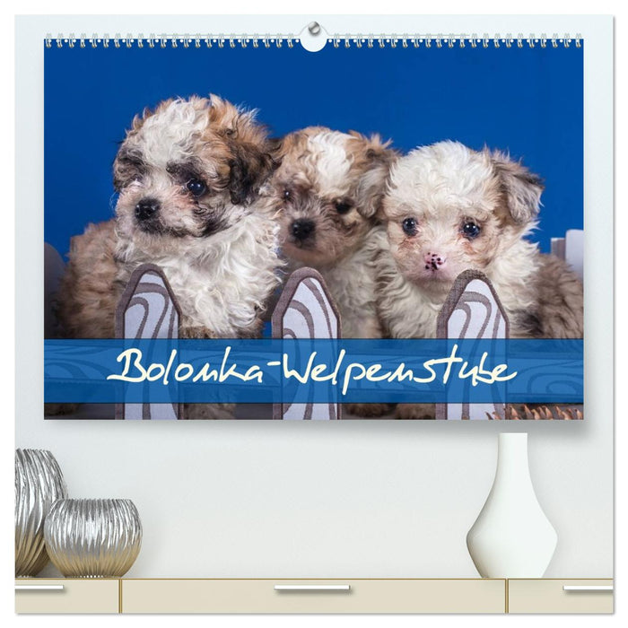Bolonka Welpenstube (CALVENDO Premium Wandkalender 2027)