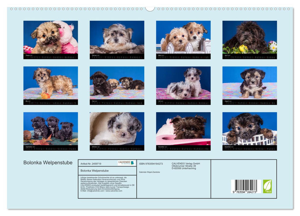 Bolonka Welpenstube (CALVENDO Premium Wandkalender 2027)