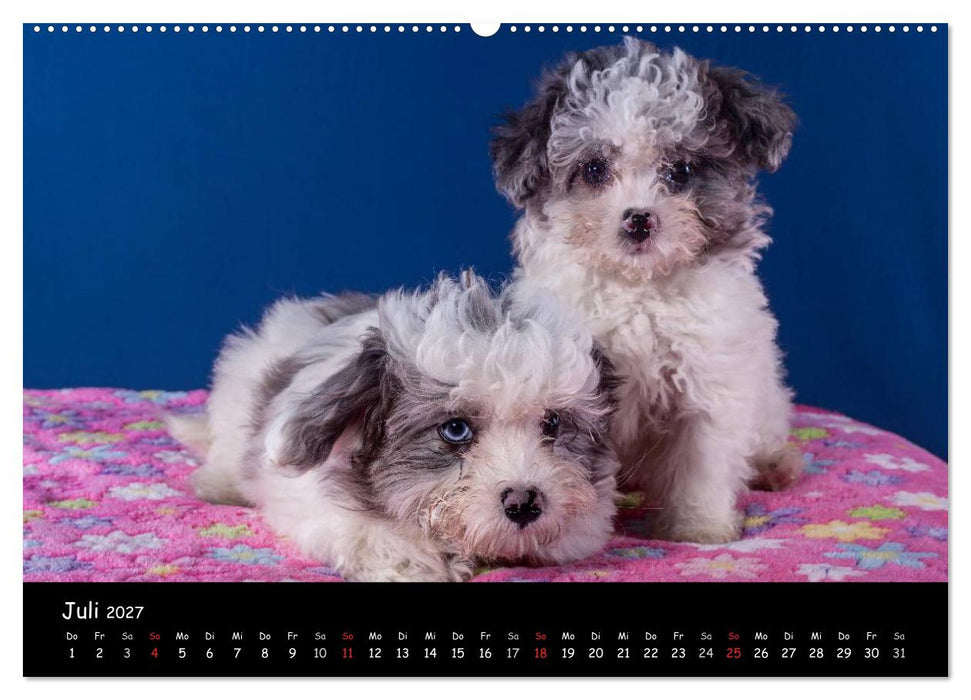 Bolonka Welpenstube (CALVENDO Premium Wandkalender 2027)