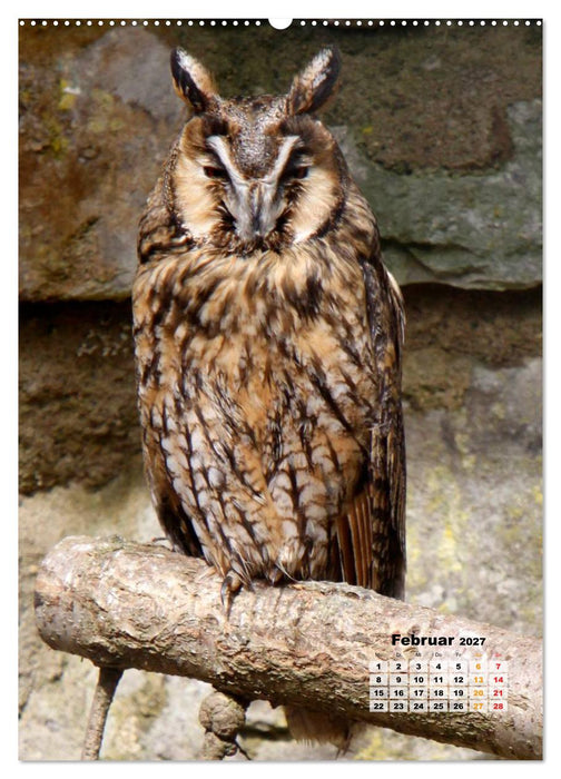 Eulen (CALVENDO Premium Wandkalender 2027)