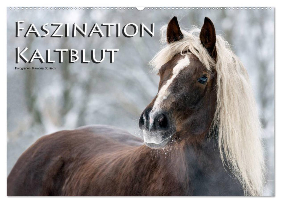 Faszination Kaltblut (CALVENDO Wandkalender 2027)