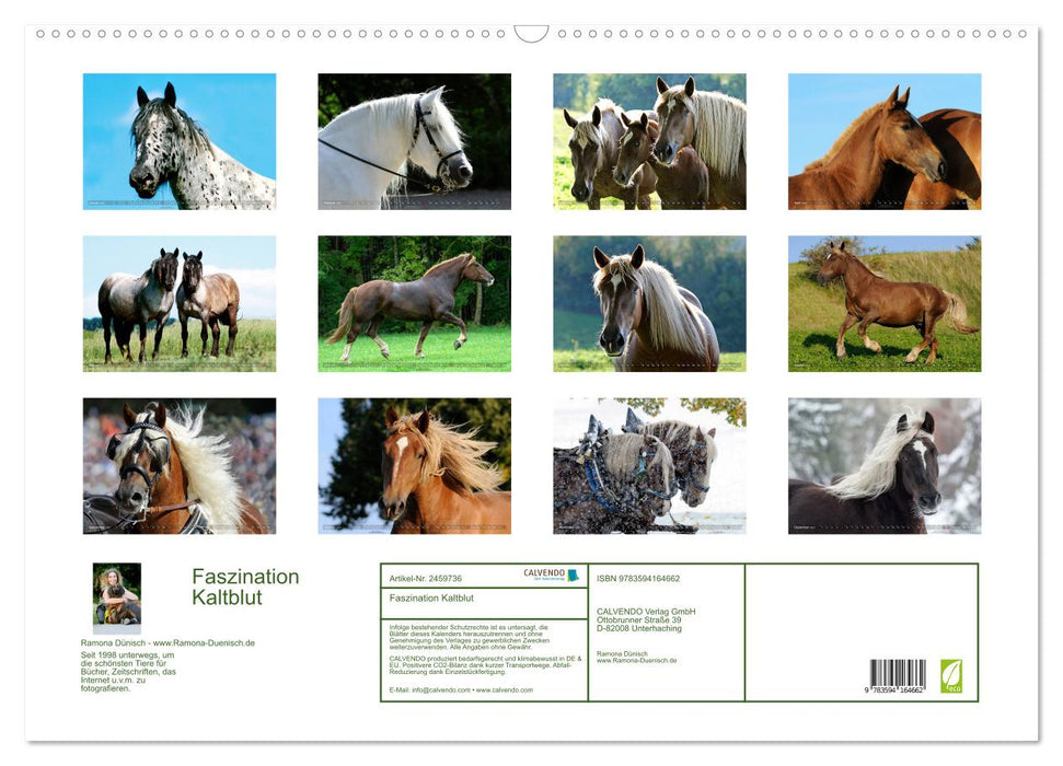 Faszination Kaltblut (CALVENDO Wandkalender 2027)