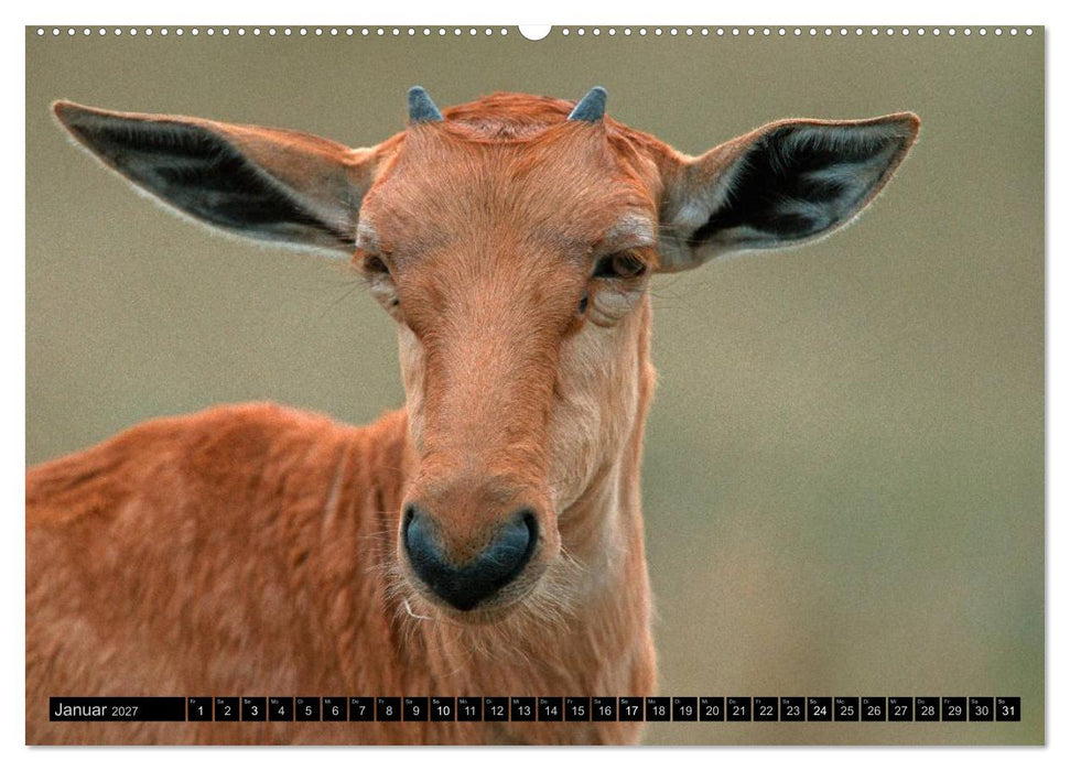 Magie des Augenblicks - Tierkinder - klein, aber wild (CALVENDO Wandkalender 2027)