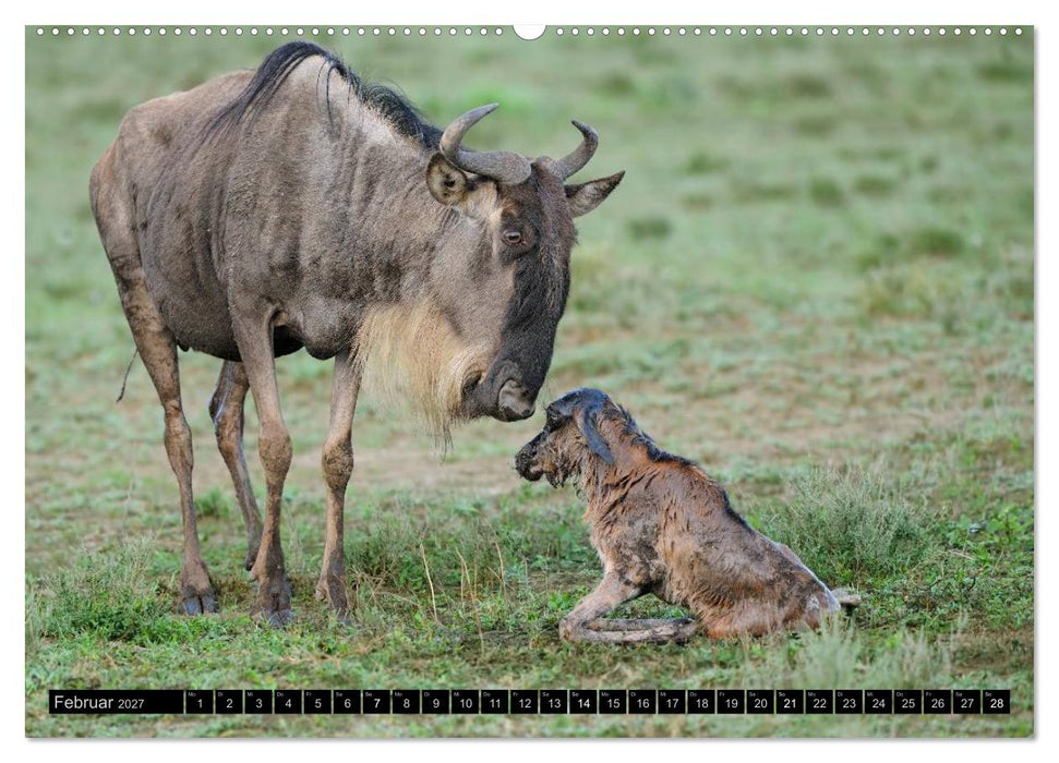 Magie des Augenblicks - Tierkinder - klein, aber wild (CALVENDO Wandkalender 2027)