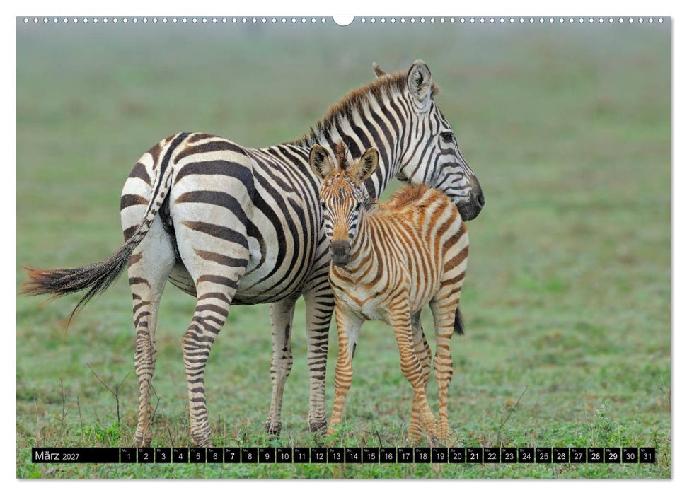 Magie des Augenblicks - Tierkinder - klein, aber wild (CALVENDO Wandkalender 2027)
