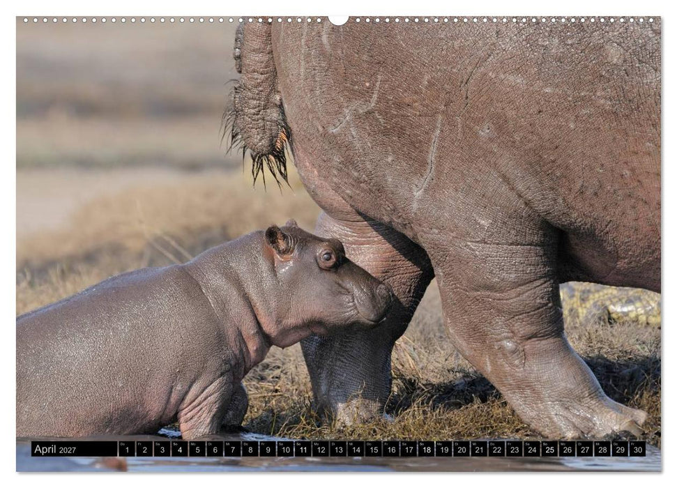 Magie des Augenblicks - Tierkinder - klein, aber wild (CALVENDO Wandkalender 2027)