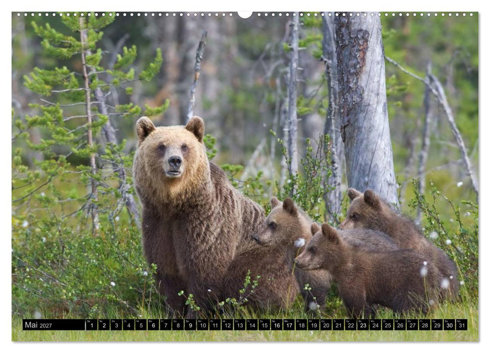 Magie des Augenblicks - Tierkinder - klein, aber wild (CALVENDO Wandkalender 2027)