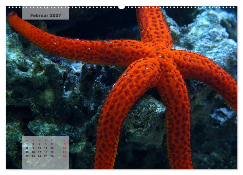 UNTER WASSER Riffaquaristik (CALVENDO Wandkalender 2027)