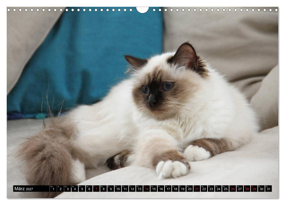 Heilige Birma Katzenkalender (CALVENDO Wandkalender 2027)