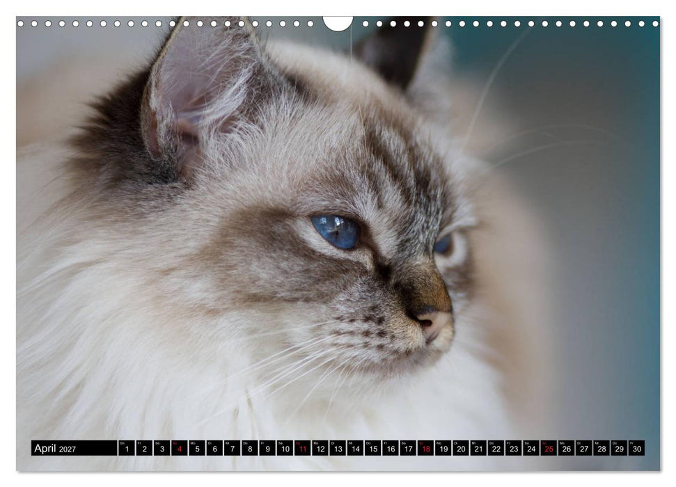 Heilige Birma Katzenkalender (CALVENDO Wandkalender 2027)
