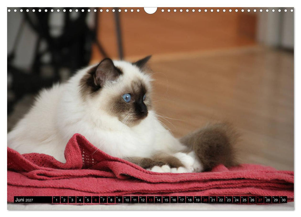 Heilige Birma Katzenkalender (CALVENDO Wandkalender 2027)