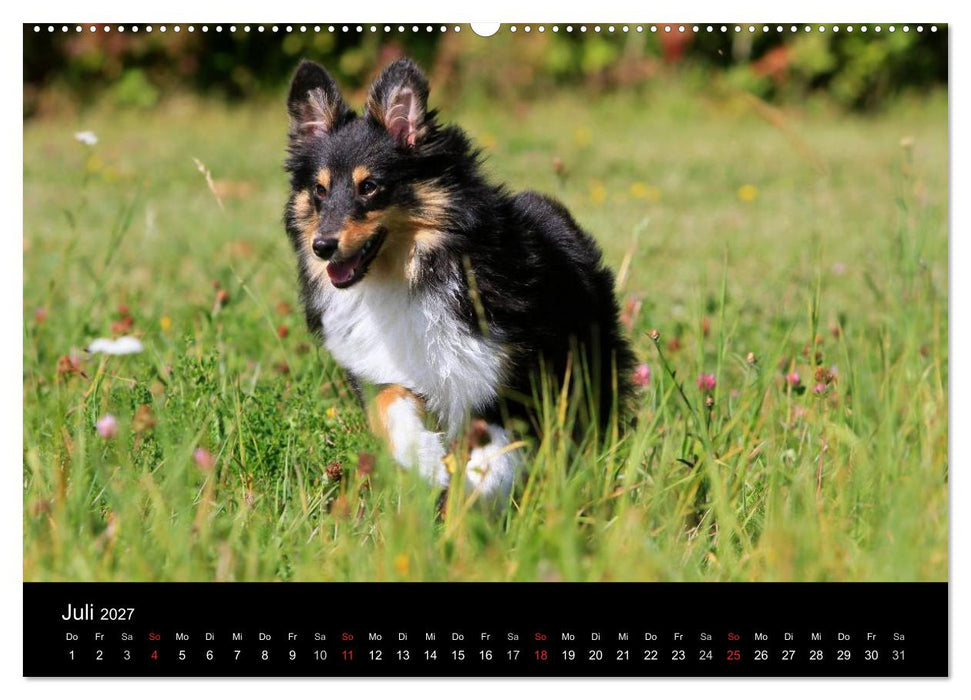 Shelties 2027 (CALVENDO Premium Wandkalender 2027)