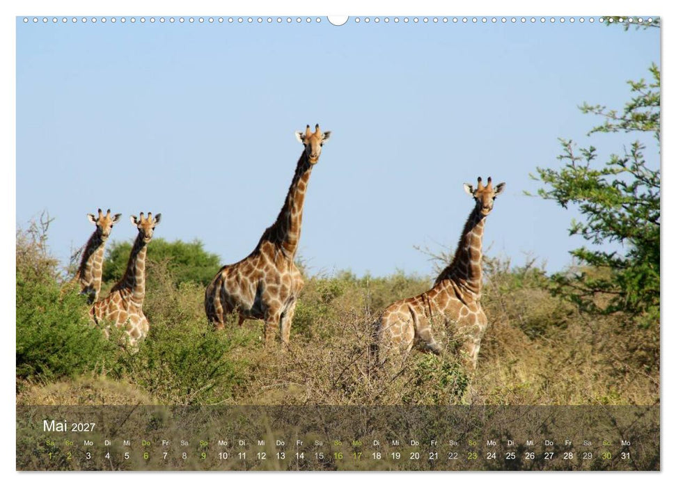Botswana Wildlife (CALVENDO Wandkalender 2027)