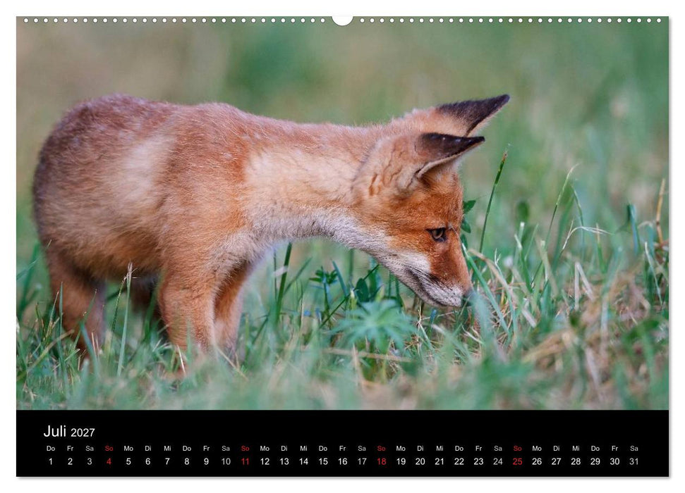 Füchse in freier Natur (CALVENDO Premium Wandkalender 2027)