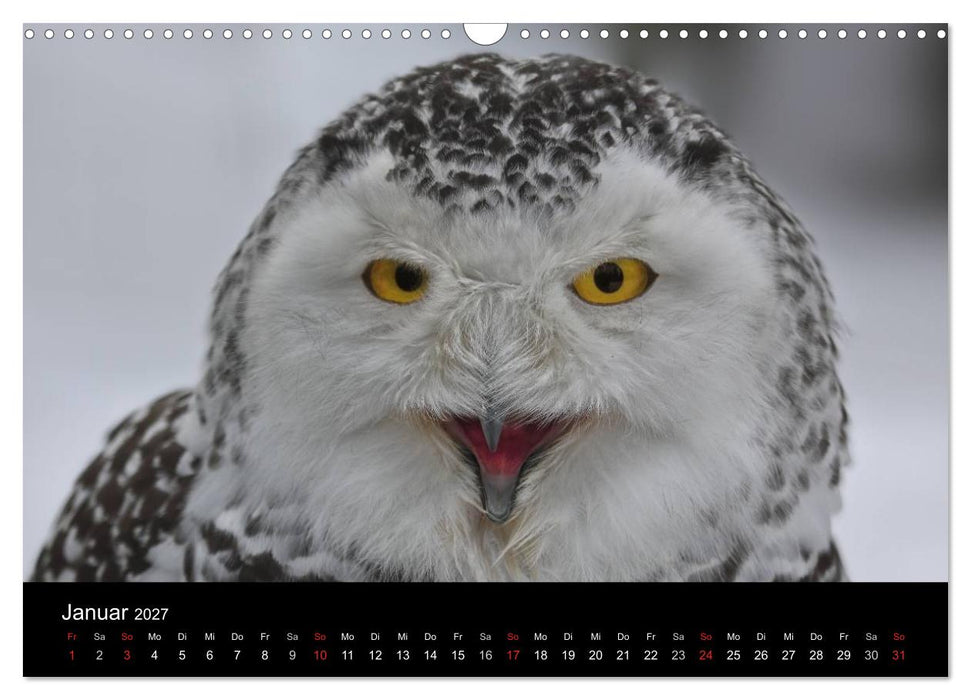 Raubvögel zum Greifen nahe (CALVENDO Wandkalender 2027)