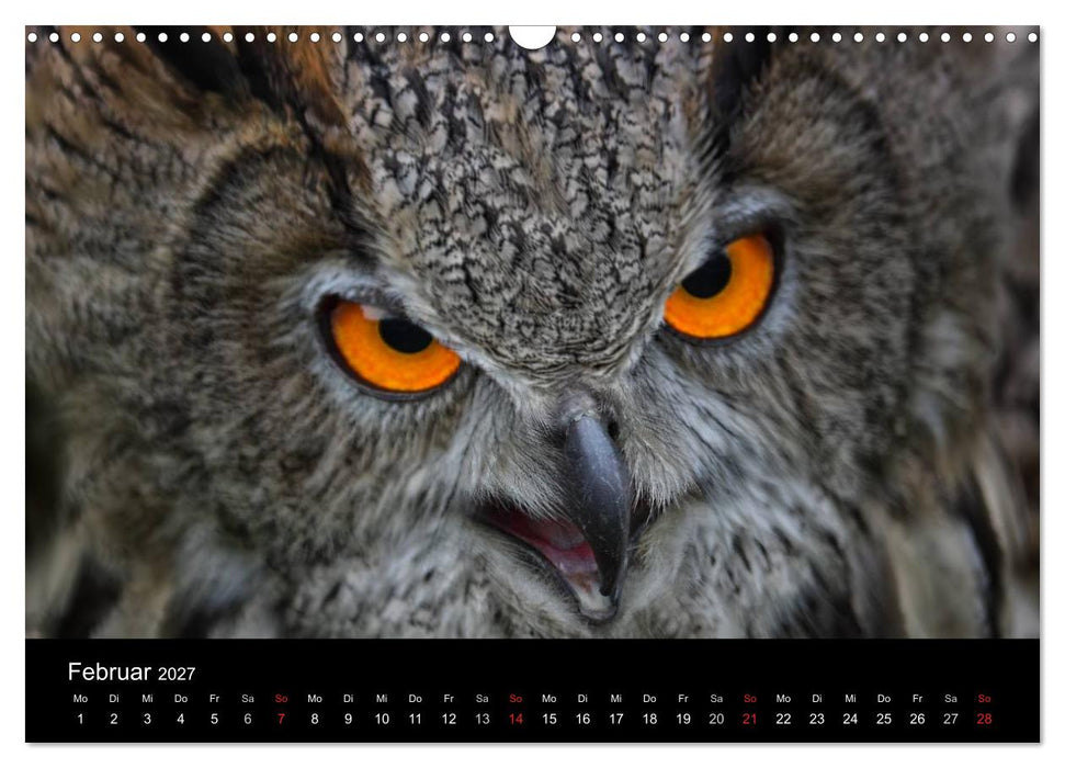 Raubvögel zum Greifen nahe (CALVENDO Wandkalender 2027)