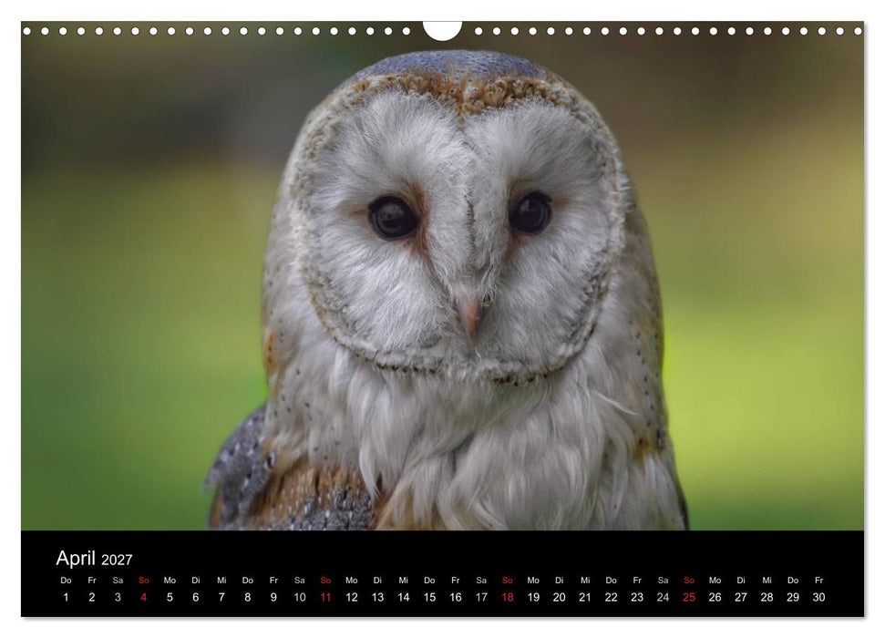 Raubvögel zum Greifen nahe (CALVENDO Wandkalender 2027)