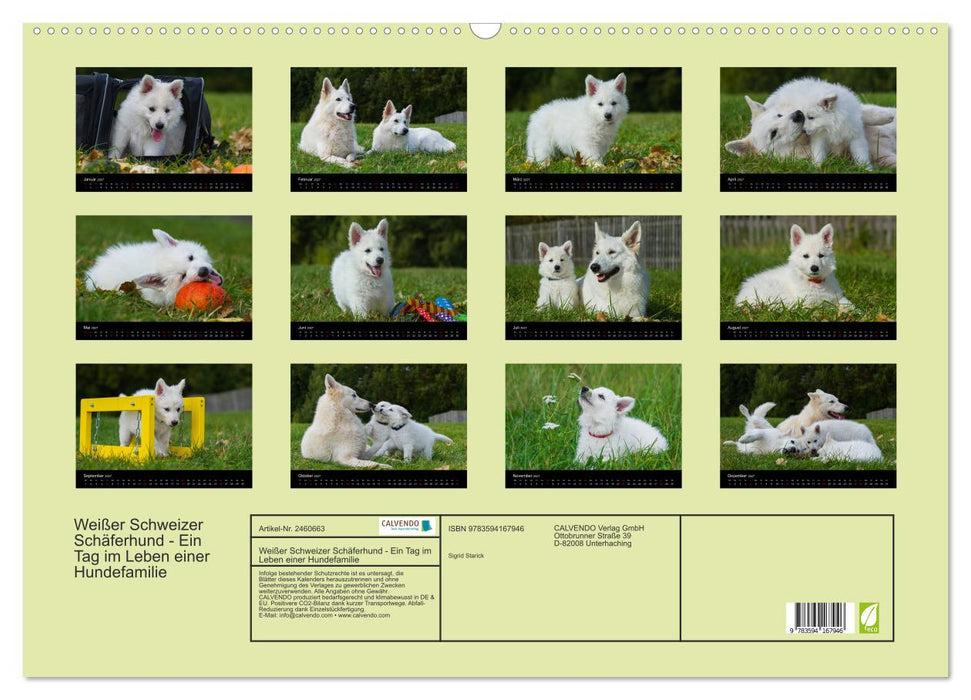 Weißer Schweizer Schäferhund - Ein Tag im Leben einer Hundefamilie (CALVENDO Wandkalender 2027)