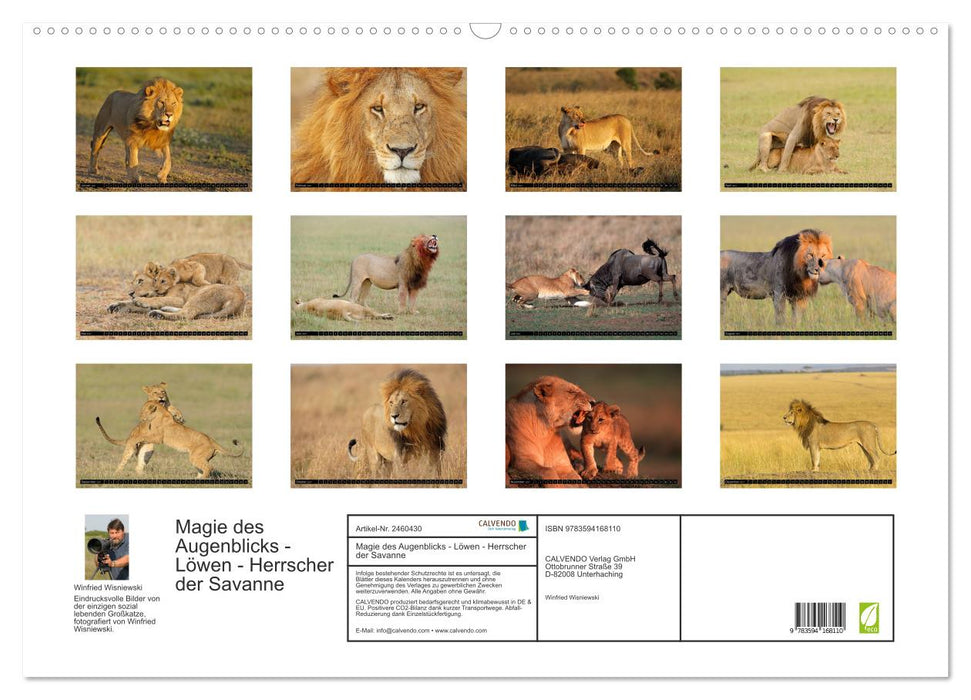 Magie des Augenblicks - Löwen - Herrscher der Savanne (CALVENDO Wandkalender 2027)