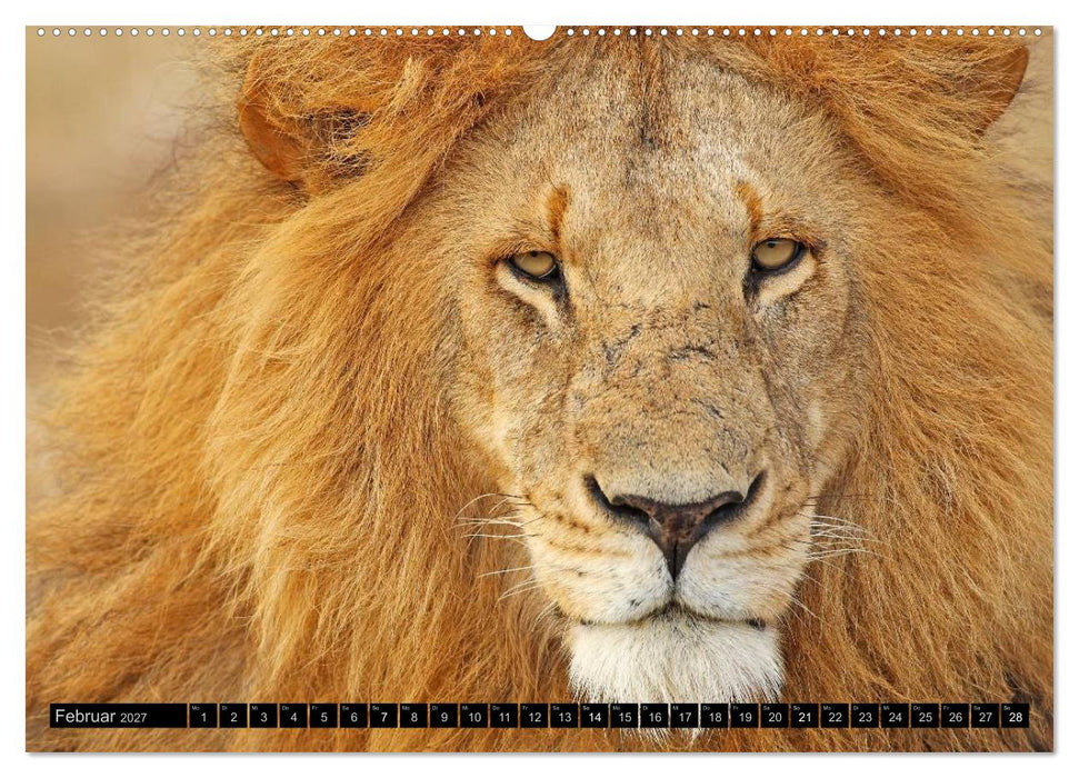 Magie des Augenblicks - Löwen - Herrscher der Savanne (CALVENDO Wandkalender 2027)