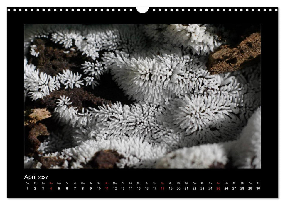 Pilze (CALVENDO Wandkalender 2027)