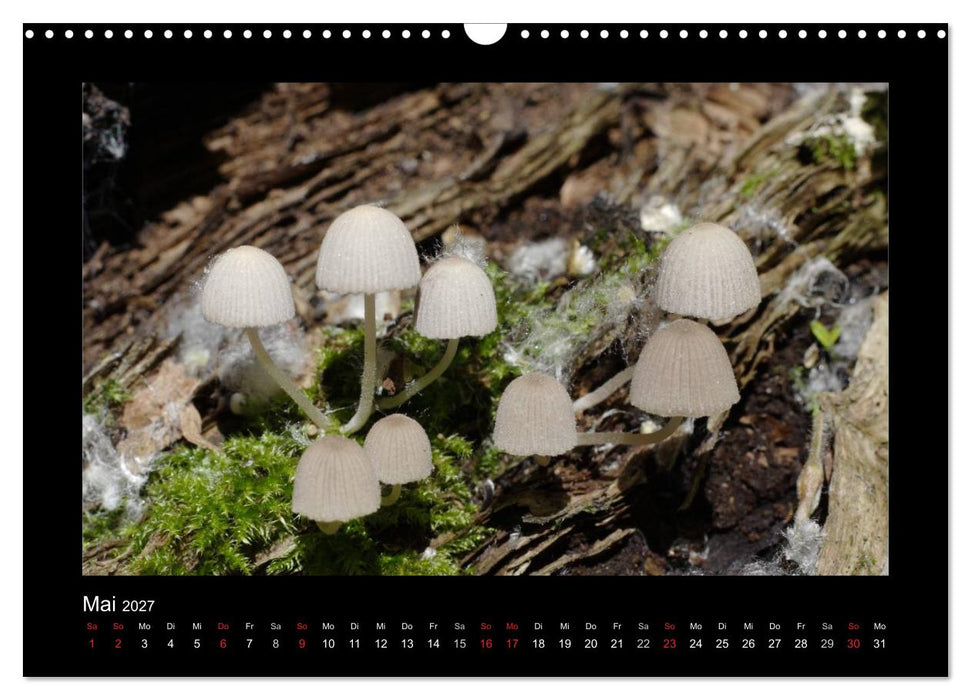 Pilze (CALVENDO Wandkalender 2027)