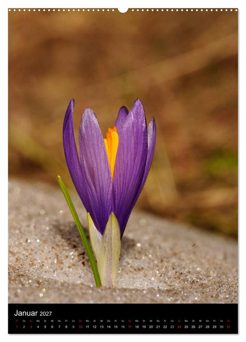WILDBLUMEN (CALVENDO Premium Wandkalender 2027)